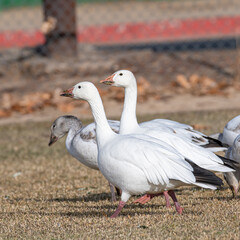 Flock of Snow Geese, Anser caerulescens, foraging for food in a grassy park.