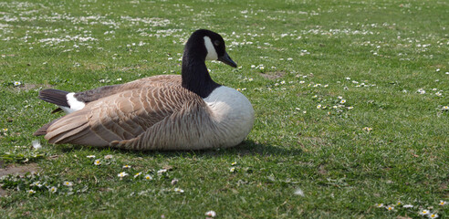 Single Canada goose in nature as a closeup