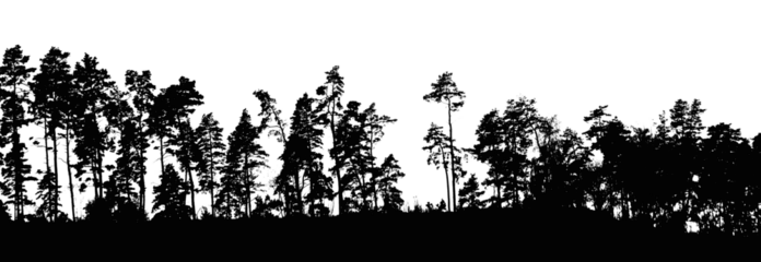 Silhouette of forest with mostly conifer trees
