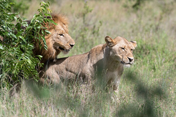 Fototapeta na wymiar Panthera leo leo - Lion - Lion d'Afrique