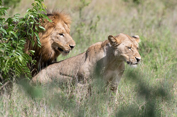 Fototapeta na wymiar Panthera leo leo - Lion - Lion d'Afrique