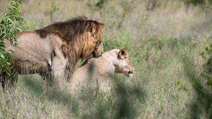 Panthera leo leo - Lion - Lion d'Afrique