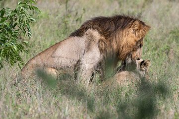 Panthera leo leo - Lion - Lion d'Afrique
