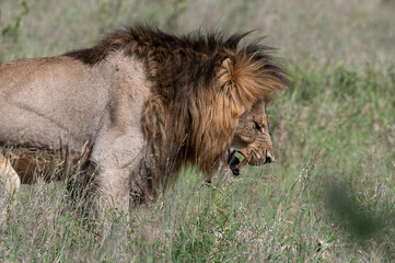 Panthera leo leo - Lion - Lion d'Afrique
