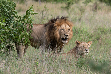 Panthera leo leo - Lion - Lion d'Afrique