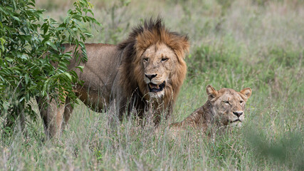 Panthera leo leo - Lion - Lion d'Afrique