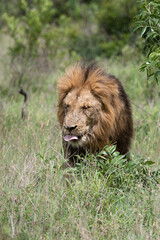 Panthera leo leo - Lion - Lion d'Afrique