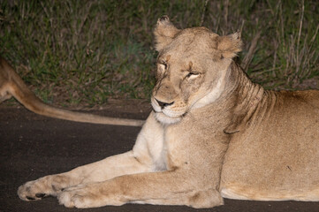 Panthera leo leo - Lion - Lion d'Afrique