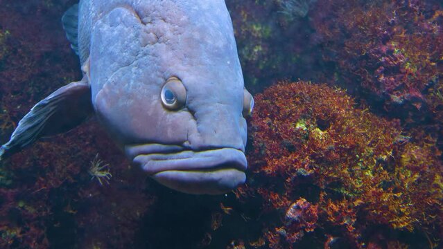 Fish Jeftfish รูปภาพJewfish – เลือกดูภาพถ่ายสต็อก เวกเตอร์ และวิดีโอ259 | Adobe Stock