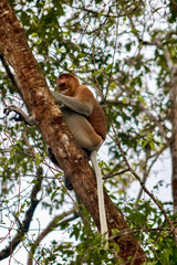 Male Proboscis Monkey in Kinabatangan Wildlife Sanctuary in Borneo