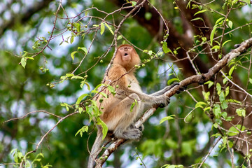 Female Proboscis Monkey in Kinabatangan Wildlife Sanctuary in Borneo
