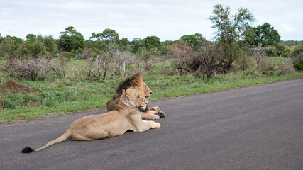 Panthera leo leo - Lion - Lion d'Afrique