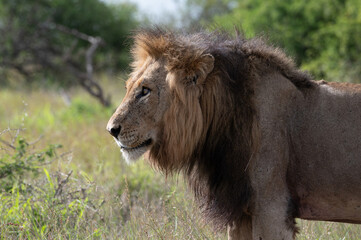 Panthera leo leo - Lion - Lion d'Afrique