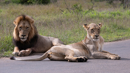 Panthera leo leo - Lion - Lion d'Afrique