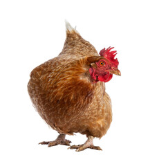 Brown Barnevelder chicken hen standing front view looking to the side, isolated cutout on transparent background.