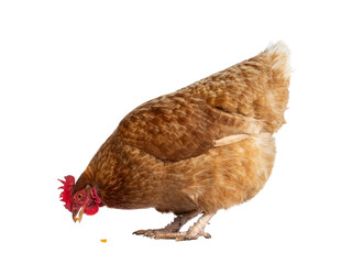 Brown Barnevelder chicken hen standing side ways eating corn, isolated cutout on transparent background.