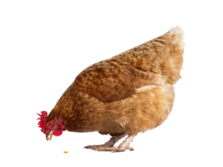 Gordijnen Brown Barnevelder chicken hen standing side ways eating corn, isolated cutout on transparent background. © Nynke