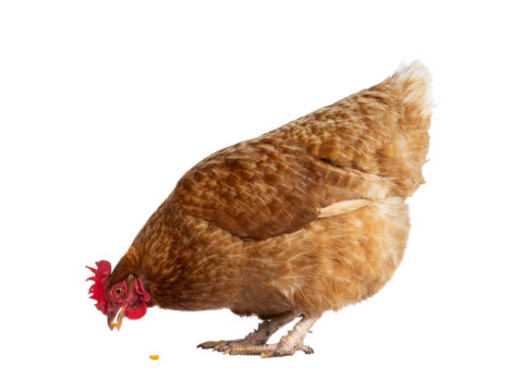 Brown Barnevelder chicken hen standing side ways eating corn, isolated cutout on transparent background.
