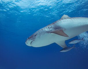 Obraz na płótnie Canvas A Tiger Shark (Galeocerdo cuvier) in Bimini, Bahamas