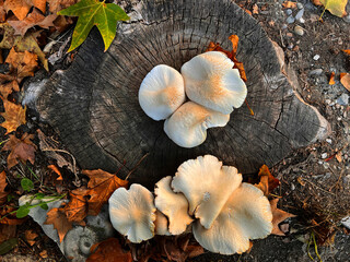 Cluster of mushrooms grown on a stump. Nobody.
