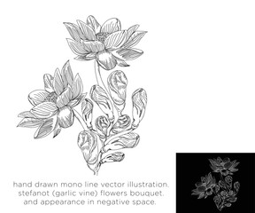 hand drawn mono line vector illustration. stefanot (garlic vine) flowers bouquet. and appreance on negative space.