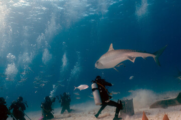 Obraz na płótnie Canvas Divers interacting with a Tiger Shark (Galeocerdo cuvier) in Bimini, Bahamas