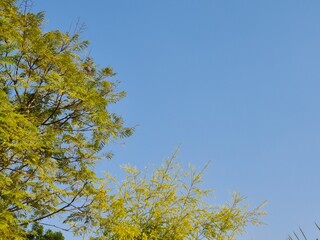 yellow leaves against blue sky