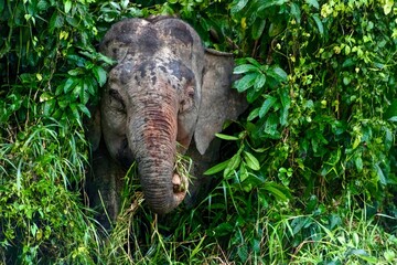 Borneo pygmy elephants eating plants near the Kinabatangan River, Sukau, Sabah, Malaysia - obrazy, fototapety, plakaty