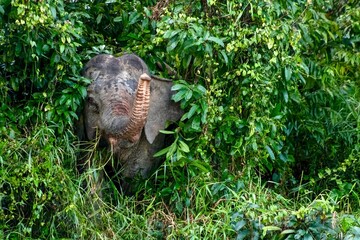 Borneo pygmy elephants near the Kinabatangan River, Sukau, Sabah