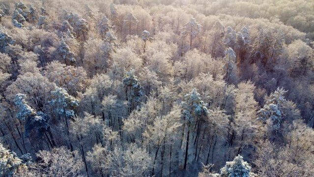 Aerial footage of reverse sideways flight over frozen treetops in the wintry forest at sunrise