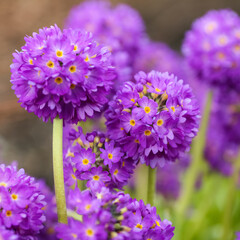 Obraz premium Blooming purple Primula Denticulata