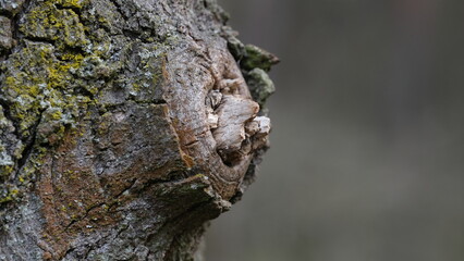close up of a trunk, bark, wood, moss