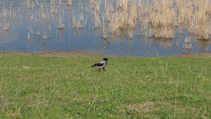 proud crow strolling at lake side
