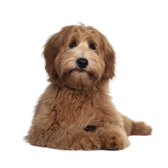 Adorable red / abricot Labradoodle dog puppy, laying down facing front, looking towards camera with shiny dark eyes. Isolated cutout on transparent background.. Mouth closed and cute head tilt