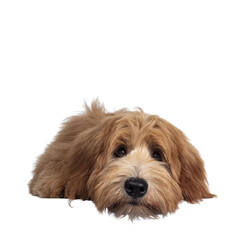 Adorable red / abricot Labradoodle dog puppy, layingflat face down facing front, looking towards camera with shiny dark eyes. Isolated cutout on transparent background. Mouth closed, head on floor.