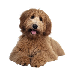 Adorable red / abricot Labradoodle dog puppy, laying down facing front, looking towards camera with shiny dark eyes. Isolated cutout on transparent background. Mouth open showing tongue and cute head 