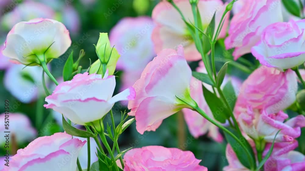 Canvas Prints White and pink roses in the garden at Chiang Mai Flower Festival, Thailand.