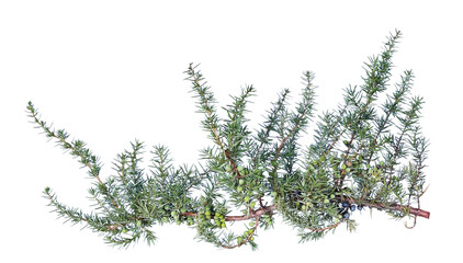 Branch with ripe and unripe juniper berries, transparent background