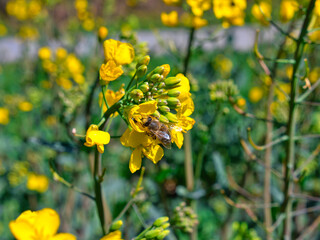 Obraz premium Honey bee collecting pollen on a rapeseed flower
