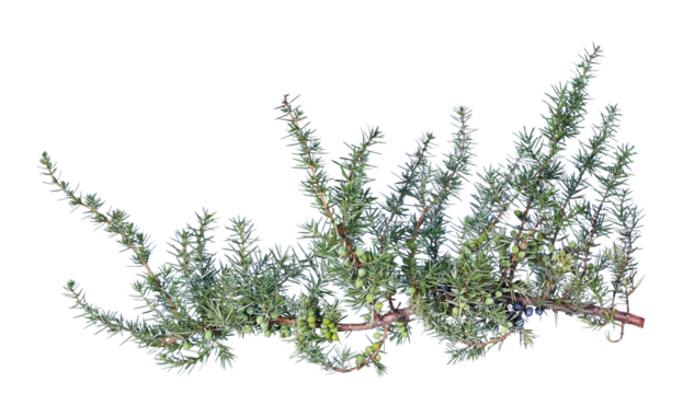 Branch with ripe and unripe juniper berries, transparent background