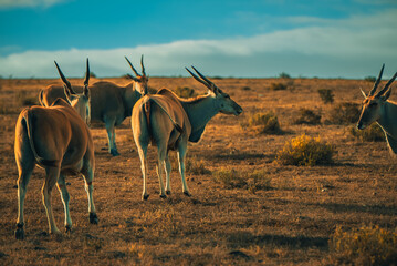 Naklejka premium Eland Antelopes standing, Eland gaze in the grass in South Africa