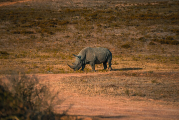 White Rhino in South Africa. White rhinoceros, Wild African White Rhino, South Africa