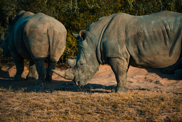 White Rhino in the bush in South Africa. White rhinoceros, Wild African White Rhino, South Africa