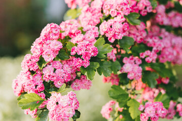 Branches of pink flowers of blooming crataegus pauls scarlet tree in spring on a Sunny day. Springtime flowers and spring nature beauty. Selective focus. Copy space