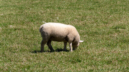 Obraz premium Cute little lamb grazing on a green meadow in spring.