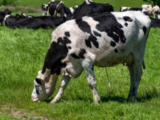 A white cow with black spots grazes on a farmer's field in spring. Livestock farm. White and black cow on green grass field