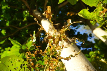 leaves on a tree with holes from insects