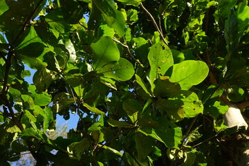 leaves on a tree with holes from insects