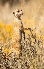 Naklejka na ściany i meble cute meerkat standing watching