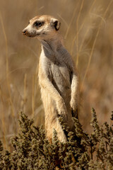 meerkat on the lookout
